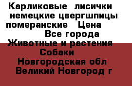 Карликовые “лисички“  немецкие цвергшпицы/померанские › Цена ­ 35 000 - Все города Животные и растения » Собаки   . Новгородская обл.,Великий Новгород г.
